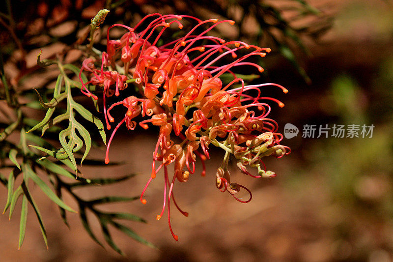 Grevillea Banksii /红色丝滑橡木花